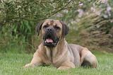 CANE CORSO 1313